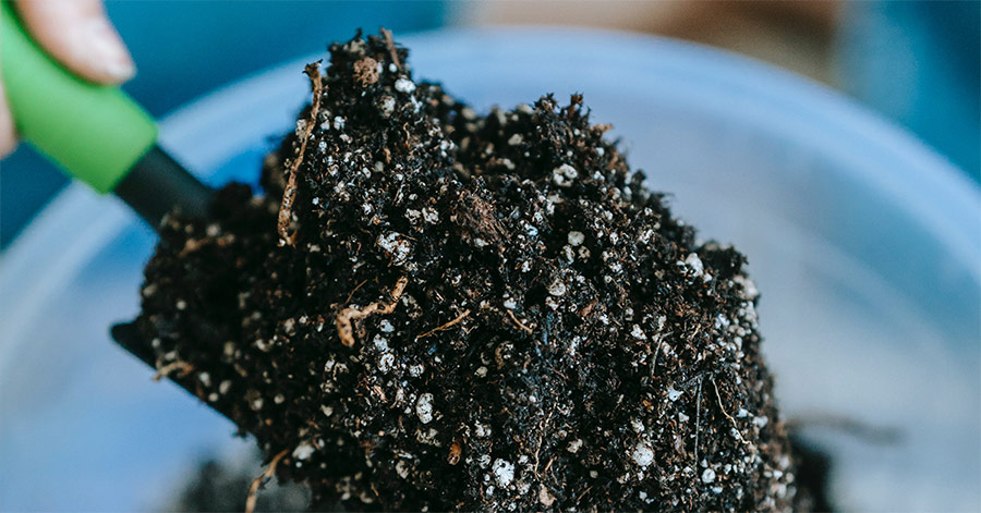 soil for growing magic mushrooms